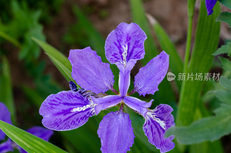 紫色鸢尾花特写