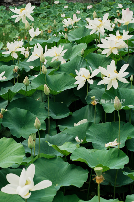 北京莲花池公园荷花