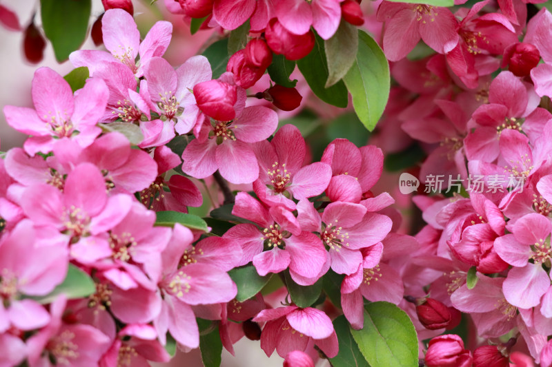 北京元大都海棠花溪