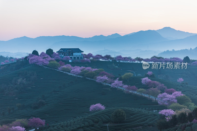 龙岩永福台品樱花茶园