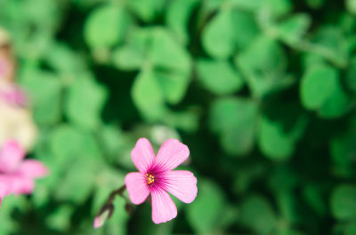 特写粉色小花与绿叶