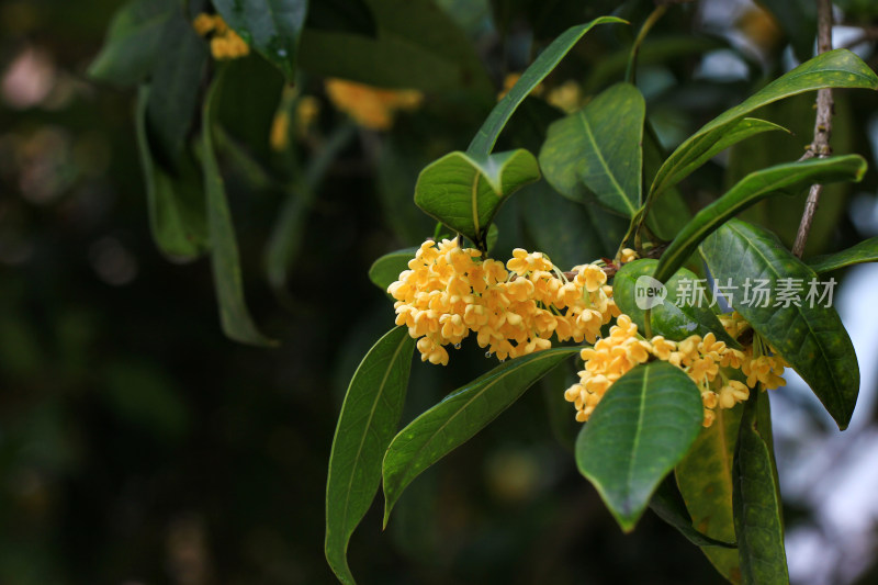 金桂花枝背景素材