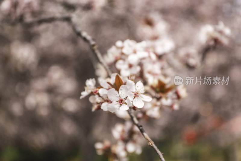 鲜花梨花盛开