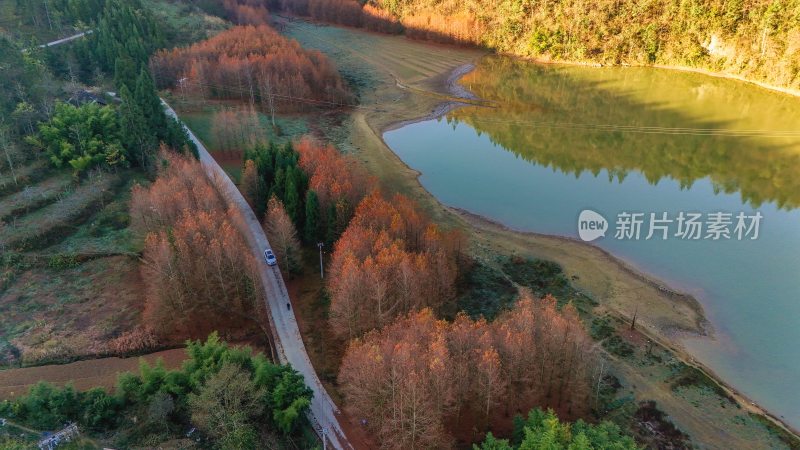 重庆酉阳：天山堡水杉红似火