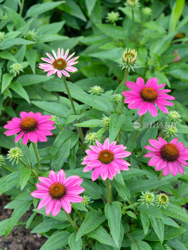 松果菊开花特写