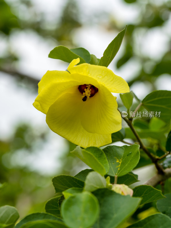 海滨木槿黄芙蓉开花特写