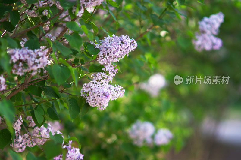 花开茂盛的丁香花在春天的公园