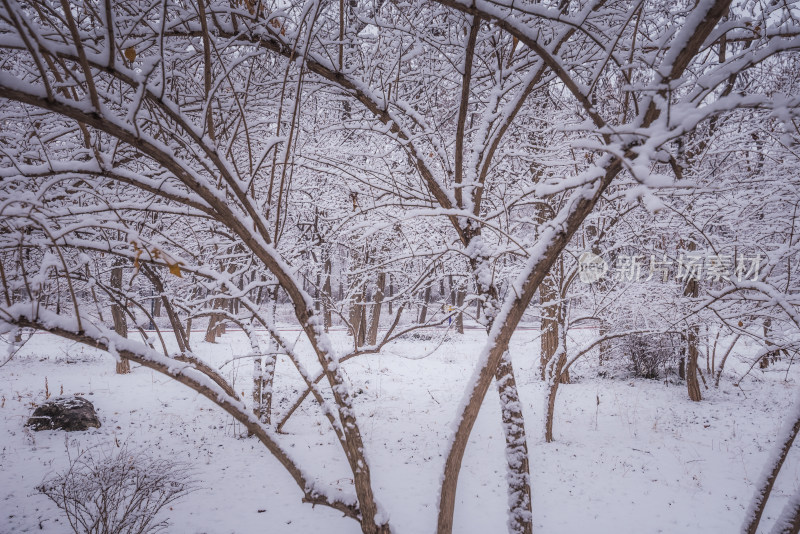 下雪了城市公园自然风景