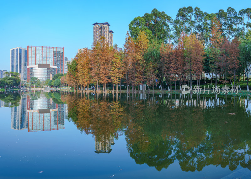 佛山千灯湖南海活水公园落羽杉林与城市建筑