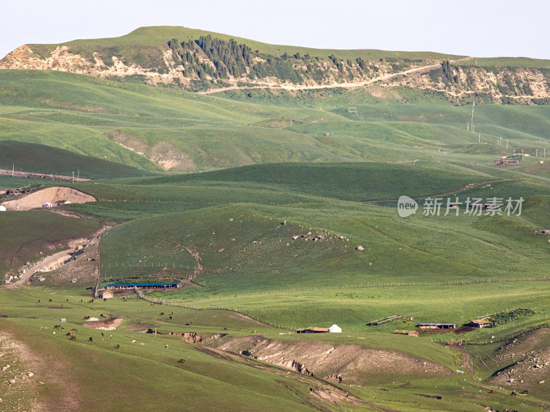 一群的马匹、蒙古包和草原自然风景