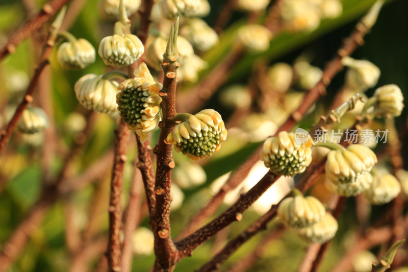 结香花花蕾实拍素材