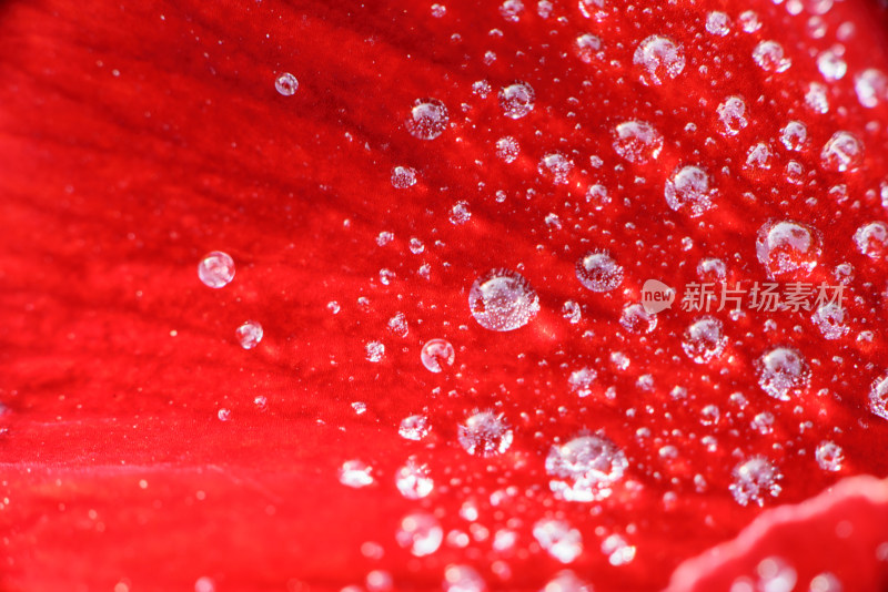 花朵上的水滴