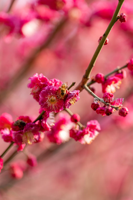 蜜蜂采蜜特写