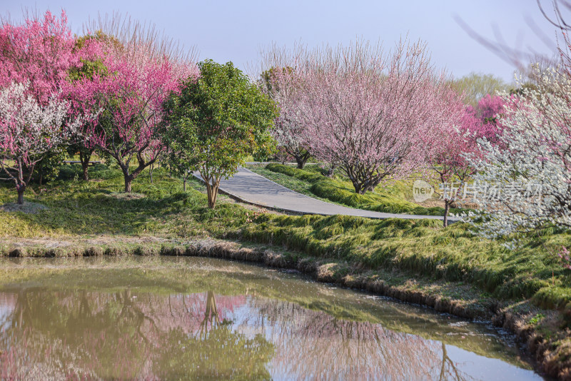 花开海上梅花节