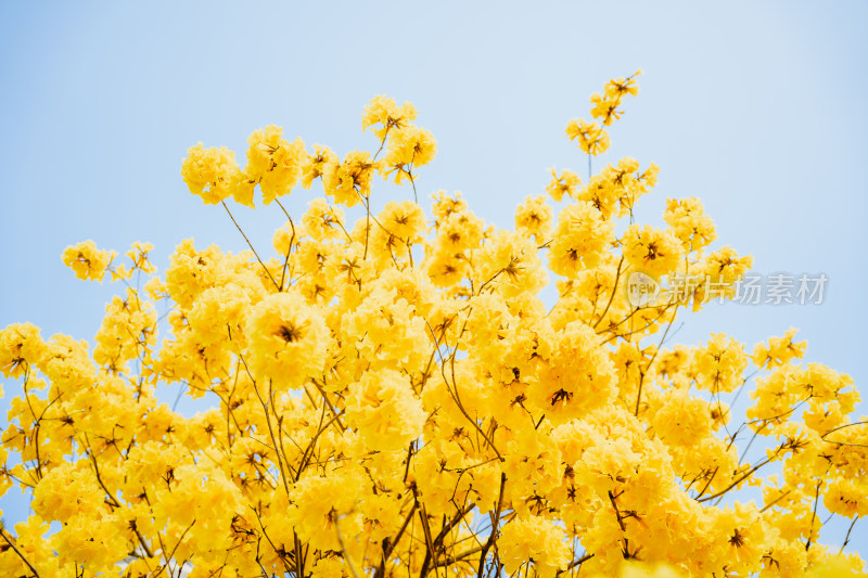 黄花风铃木