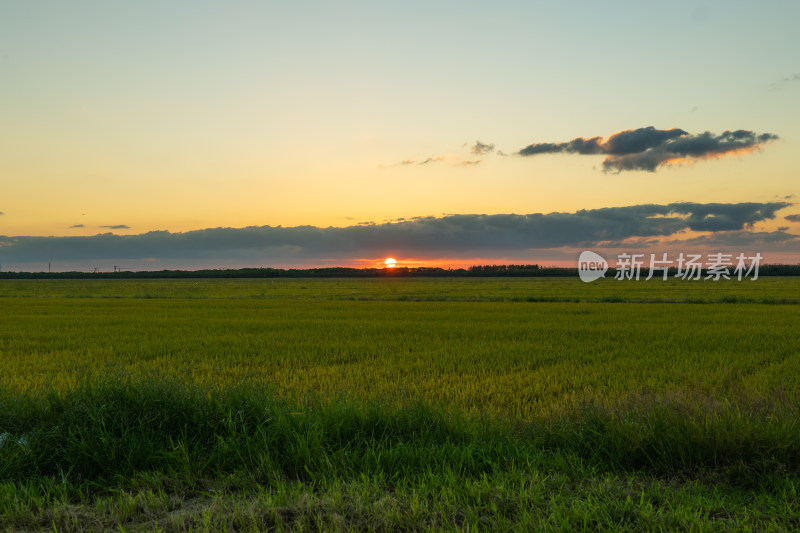 夕阳下广阔的绿色田野景观