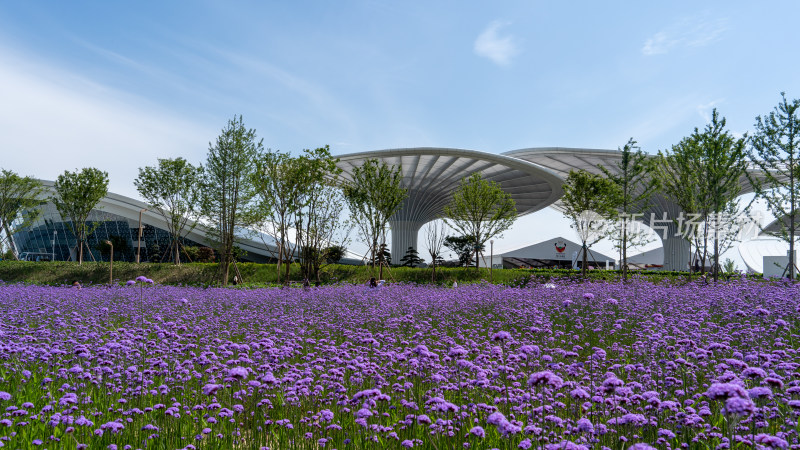 2024年成都世界园艺博览会的花海景色