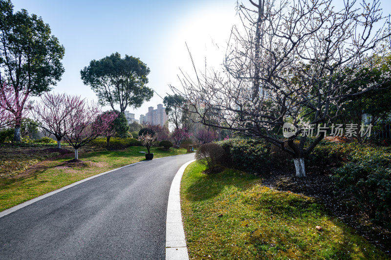 上海莘庄公园莘庄梅园梅花春天景点景观