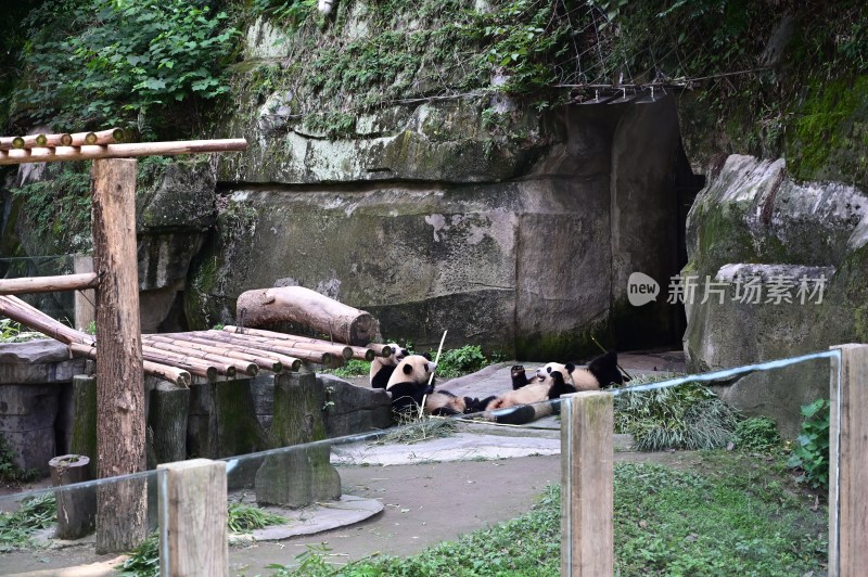 大熊 猫四喜丸子