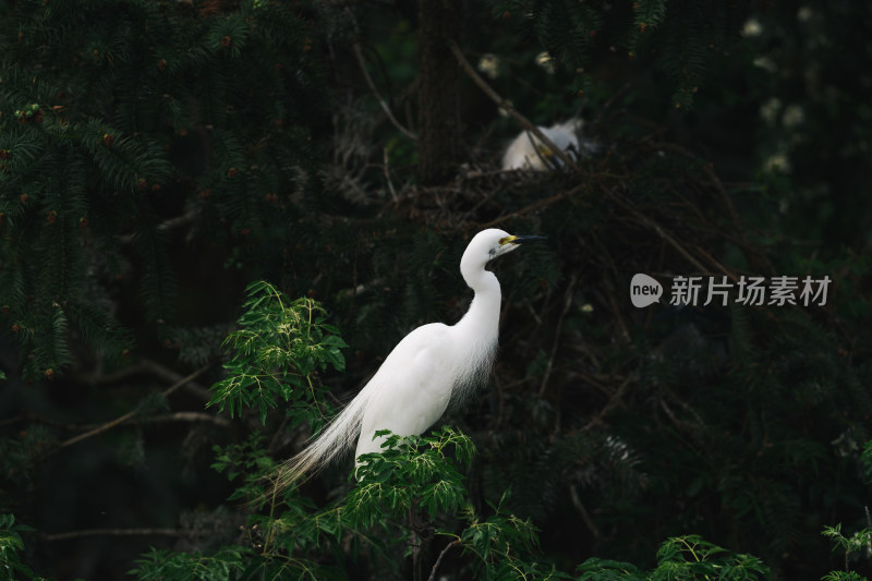 野生白鹭