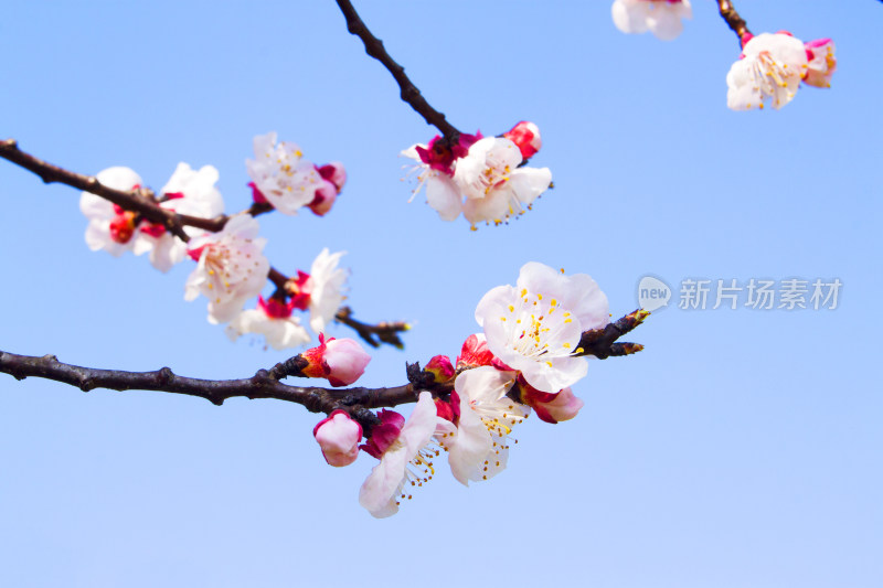 花朵植物春天天空风景背景自然户外