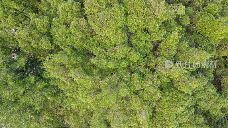 广西桂林遇龙河大榕树景区航拍图