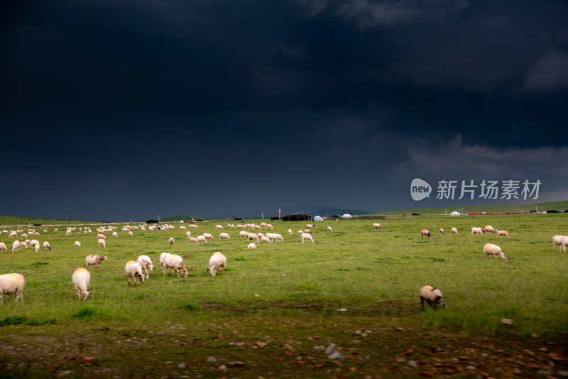 乌云笼罩着夏季草原牧场里的羊群