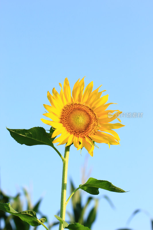 蓝天背景中的向日葵花素材背景