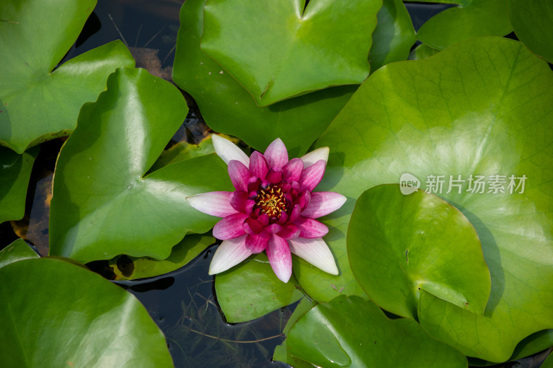 莲花水莲花睡莲