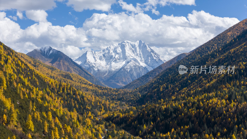 雅拉雪山秋天杉树松树彩林秋景