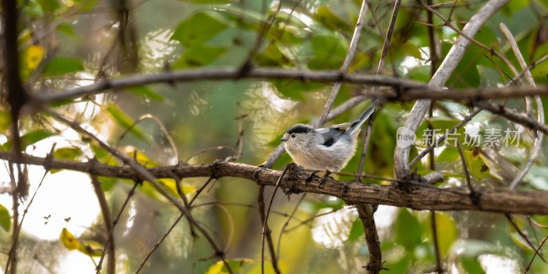 银喉长尾山雀（Aegithalos glaucogularis）