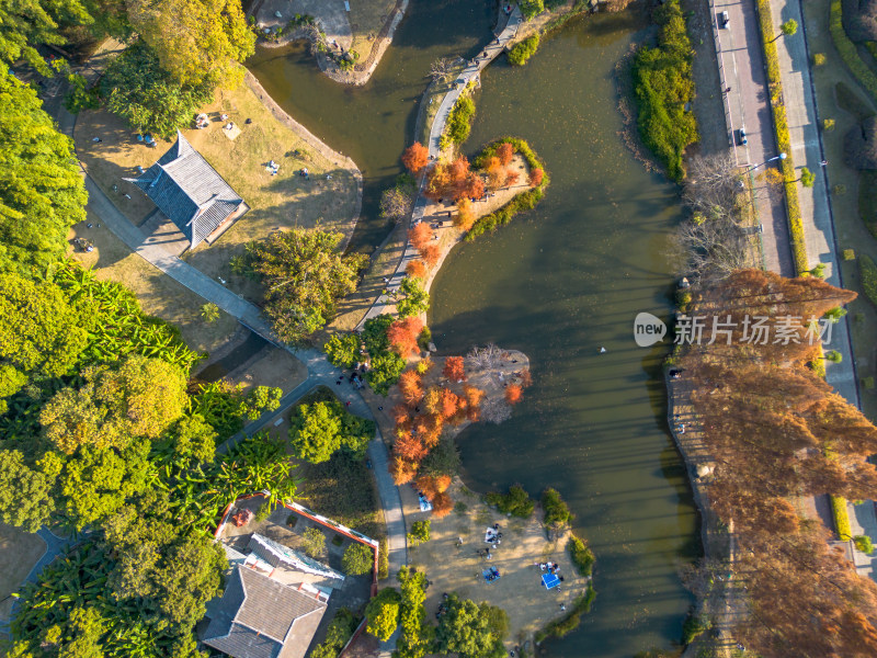 福州城市中色彩斑斓的树林全景