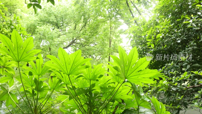 绿意盎然的植物景观