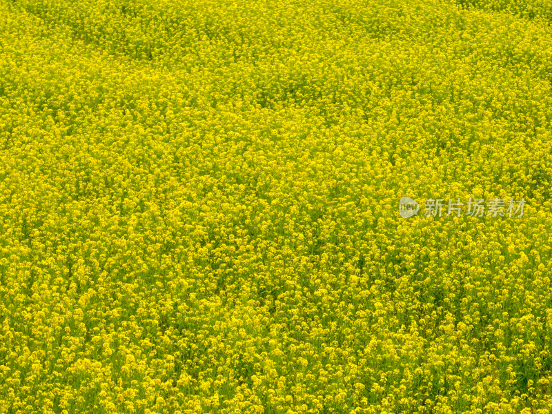 中国青海湖油菜花