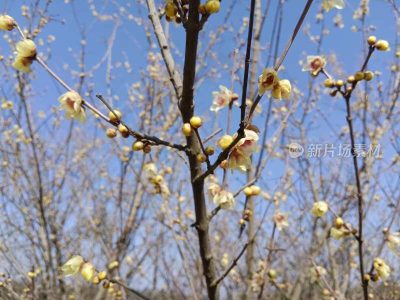 蓝天下的腊梅花