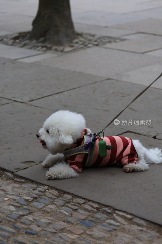 冬日穿着衣服的比熊犬