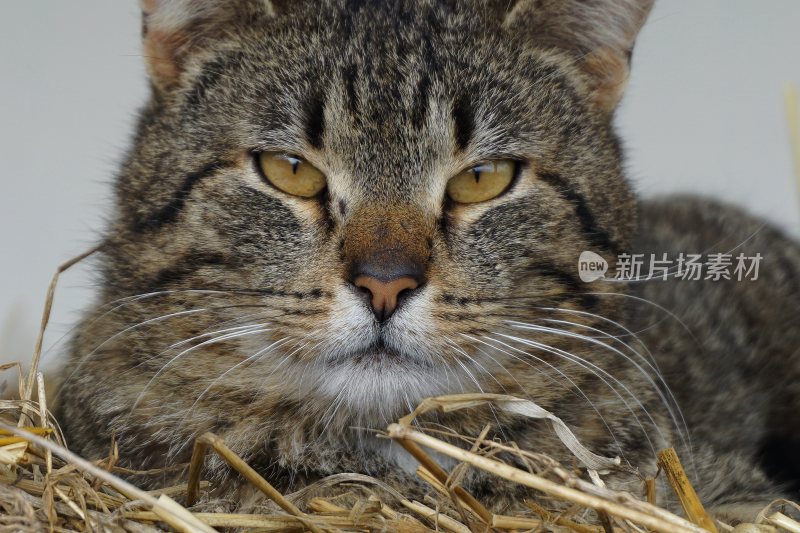 卧在干草上的虎斑猫