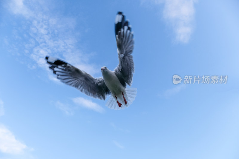 蓝天中展翅飞翔的海鸥