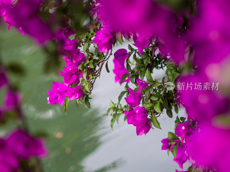 户外盛开粉红色花朵的特写镜头