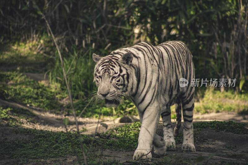 野生动物老虎食肉动物狩猎者