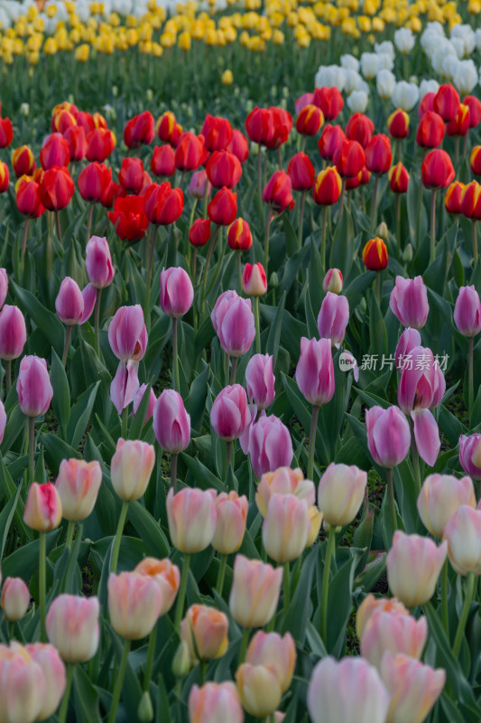 郁金香花丛