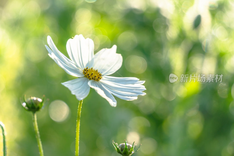 唯美花朵特写