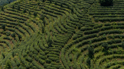 茶叶茶山茶艺茶园采茶茶红茶绿茶春茶茶叶茶