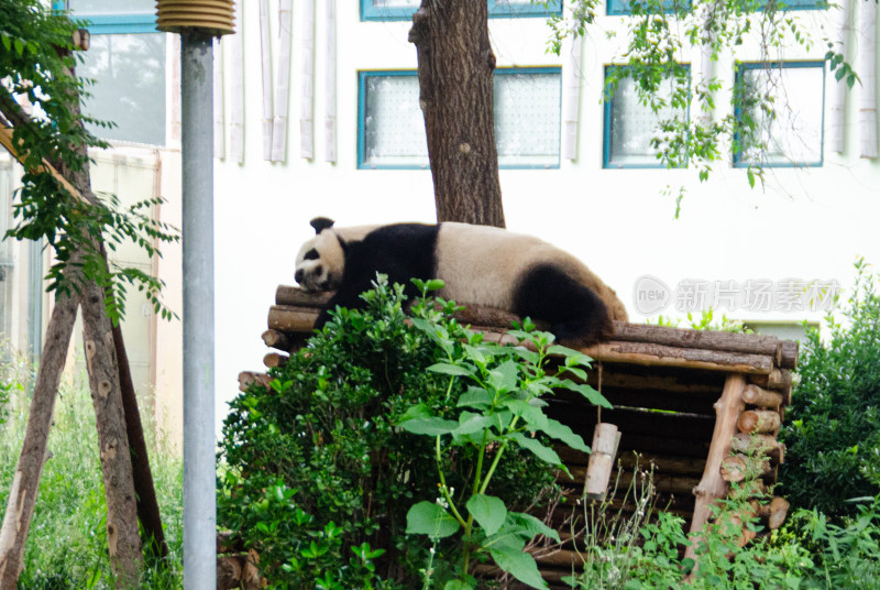 动物园里正在午休的大熊猫