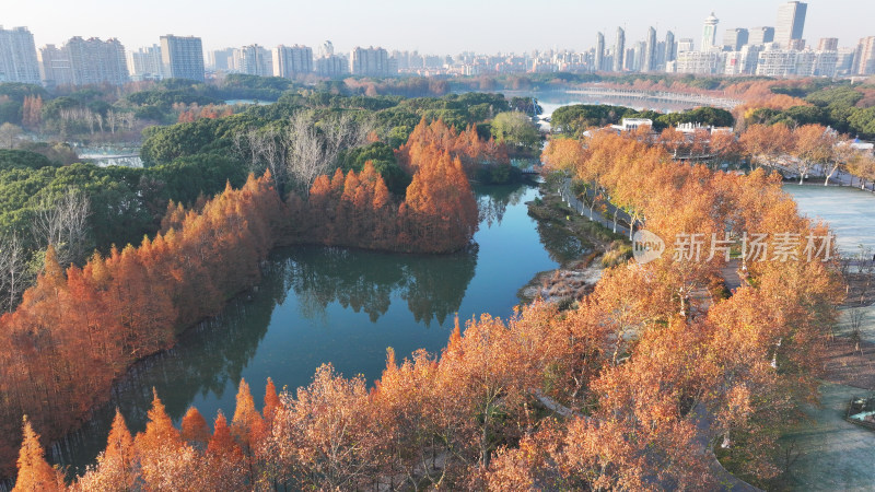 上海世纪公园秋天风景