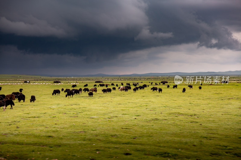 乌云笼罩着夏季草原牧场里的牛群
