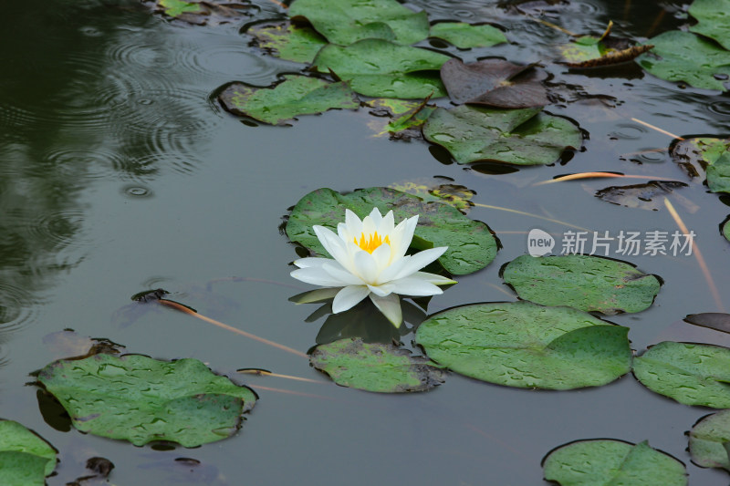 晨光中的白色睡莲花