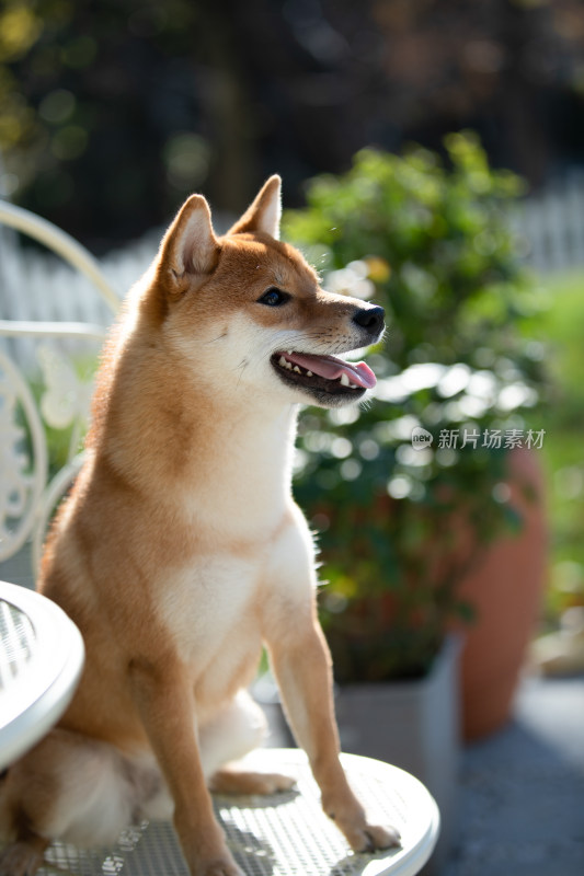 坐在白色椅子上的柴犬