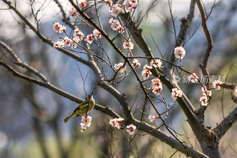 春天盛开的樱花 枝头的小鸟