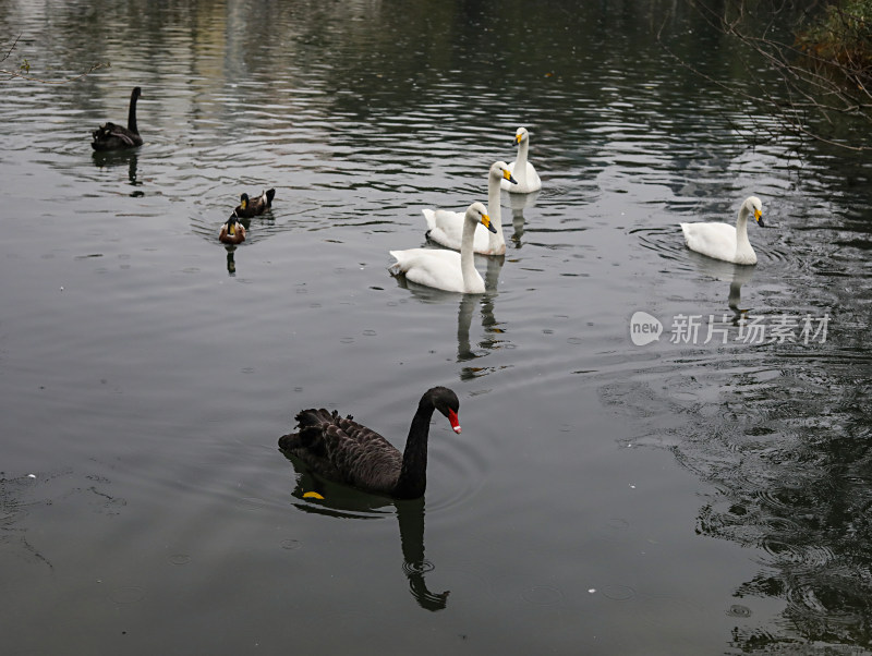 池塘里的一群动物天鹅